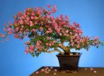 Bộ sưu tập hình ảnh về Nghệ thuật Bonsai