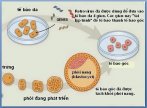 Bộ sưu tập hình ảnh tế bào gốc